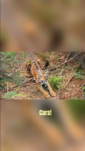 Epic Tiger Pounce in Slow Motion | Incredible Tiger Jump | #shorts #tiger