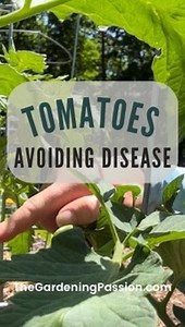 Tomato blight - the gardener’s late August curse. This is how I manage tomato issues EARLY. Trim, trim, trim. ❓Do you have determinate OR indeterminate tomatoes? I noticed this year while plant shopping with friends, a lot of the plant tags didn’t even say 🤦‍♀️🤷‍♀️ 🍅 Determinant tomato’s are what most people call “bush” tomatoes because they grow more in a bush shape and require cages. I know this variety gets HEAVY with fruit so I put a stake in there too! 🍅 Indeterminate tomatoes will grow