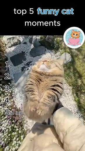 92K views · 4.6K reactions | Top 5 Funny Cat Moment #cat #catlovers #catgram #cute #funny #reels | Cat Island | Facebook