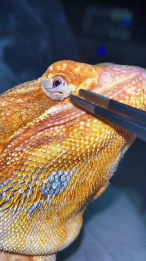 Proper Bearded Dragon Shedding: Tips for Healthy Skin