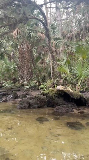 🤔 Be curious and seek adventure in 2026 🙌 🎉 #floridasprings #florida #LoveFL #TravelFlorida #ExploreFlorida #NatureLovers #OutdoorLife #AdventureAwaits | Florida Springs