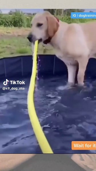 Funny Dog Fails & Bloopers