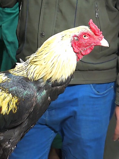Kala Java Rooster: Unique Black and Yellow Plumage