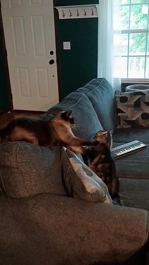 Cats are the best 😁 | Colton Thompson