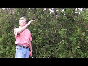 How To Prune a Hedge