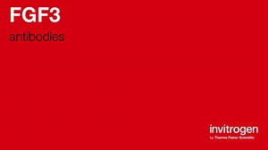 FGF3 antibodies from Thermo Fisher Scientific