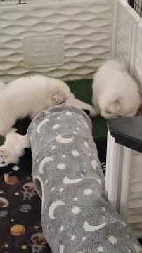 Kung Fu 🥋Fighting 🐶Eskie Style & Secret Tunnels = Fun💯