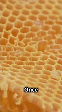 How Bees Make Honey: The Sweet Process