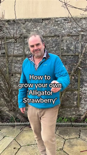 Grow your groceries- lychee How to grow a lychee plant. As featured in my latest book Grow Your Groceries. Lychee is a sweet tropical fruit which tastes like a cross between a strawberry and watermelon. And maybe a bit like a kiwi too. Your lychee plant will need to be kept indoors as a houseplant if you live in a cool-climate such as England. Happy gardening | Simon Akeroyd Garden Writer