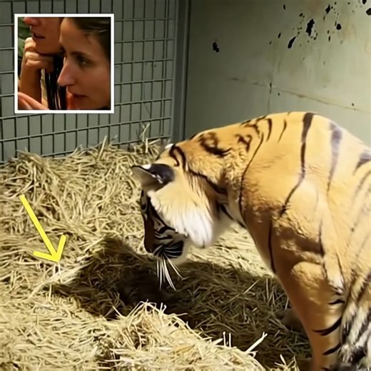Mother Tiger Gives Birth to Cub Without Signs of Life — What She Does Next Is Heartbreaking (check in the first comment👇) | USA Life Time