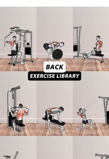 Back Exercise Library: Essential Moves for Strength