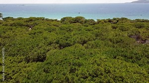 4K Low-Flying Drone Footage Through Forest Opening to a Paradise Beach with Blue Waters and Sunbathers