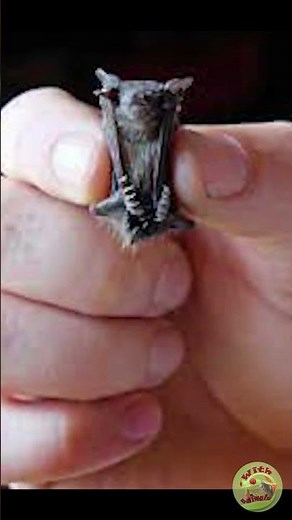 The world's smallest mammal