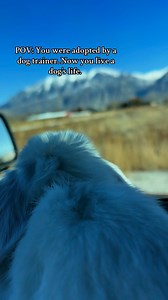 Point of view: You were adopted by a dog trainer and now live a dog’s life.The relationship you’ve always imagined with your rabbit is possible. It takes training to finish the domestication process—socialization, desensitization, exposure therapy. These are the same techniques we use to make dogs brave: guard dogs, police dogs, drug dogs.We can transform scared little animals into confident, fearless companions. Monet’s bravery shows that with the right training, your bunny can thrive—and yes, 