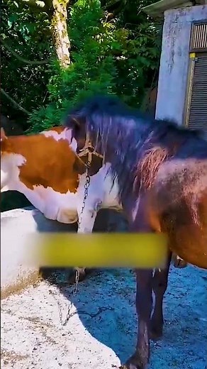 Raising Horses Every Day – Simple Country Life 57