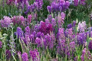 Locoweed - Alchetron, The Free Social Encyclopedia