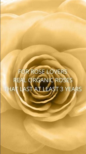 The Million Roses: Naturally Preserved, Real Luxury Roses