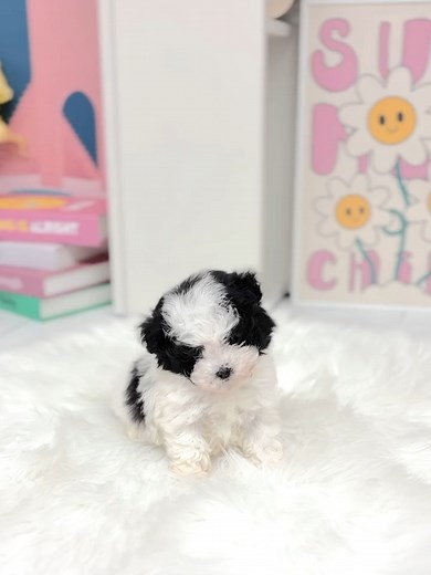 5 comments | ✨ FREE MALTIPOO PUPPIES FOR ADOPTION ✨ Our adorable...