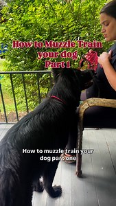 How I muzzle trained my dog. This is simply for training on how to get your dog to put the muzzle on. Conditioning for longer periods of time are not included in this video. . . [ how to muzzle train your dog ] Keywords: muzzle, muzzle training, dog muzzle . . #dogloversfeed #dogmom #dogsocial #blackgsd #muzzletraining #dogtraining | Magic The GSD