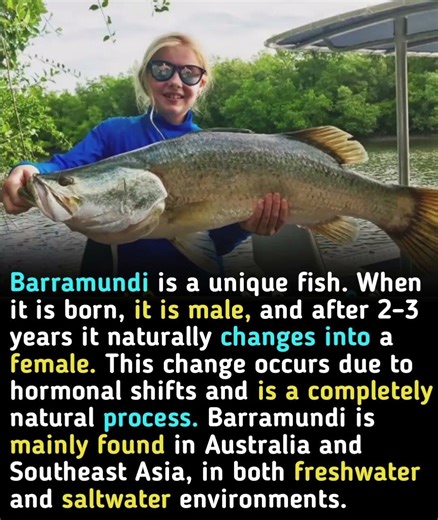 One of the most mysterious fish on Earth: Barramundi #trending #education #knowledge