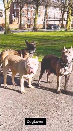 The Best Family Dog Breeds (RANKED). 💯 #viral #shorts