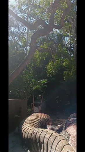 Pete Griffiths on Instagram: "Croc tails and how long their nerves last"