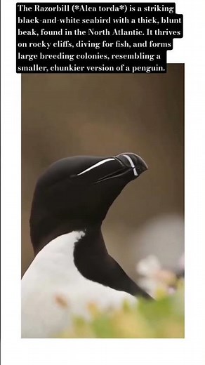 "Razorbill: The Penguin of the North! 🐧⚡ | Fascinating Facts, Behavior & Conservation. #wildlife