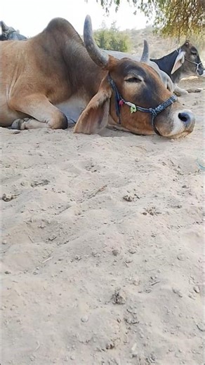 Peaceful Cow Relaxing on Thar Desert Sand#animals #cow