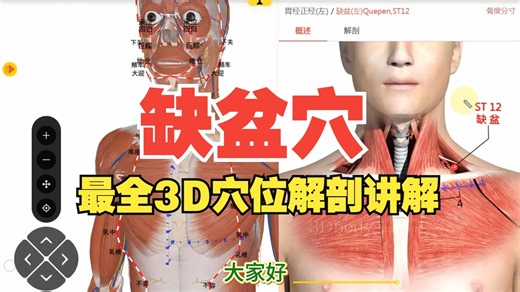 【缺盆穴】穴位解剖——胃经穴・疏利胸气穴——3D讲解穴位位置、主治范围及原理、激痛点解剖、扎法演示——天下明医平台简灵奇针尹振汉讲解