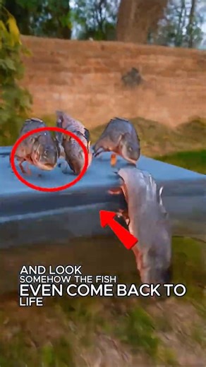 THE FISH COOKED IN LAVA WALKED OUT!