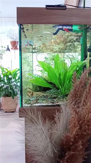 Joyful Aquarium Setup for Community Tanks
