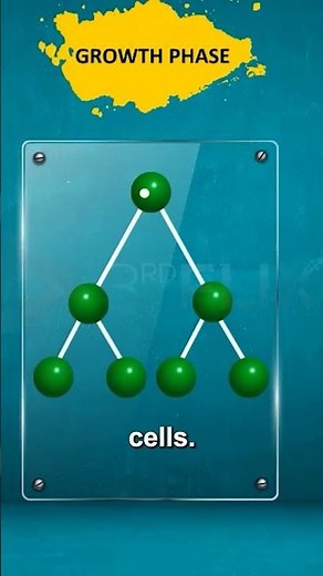 Oogenesis Explained in 60 Seconds 🧬| Power Learn College