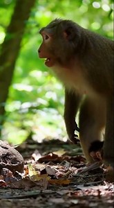 Expert Reveals SHOCKING Truth About Protective Monkeys in Wild