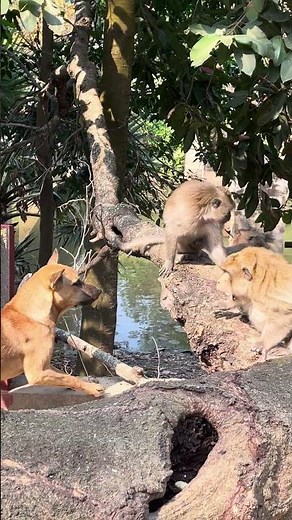 Unlikely Encounter: Dog and Monkeys Face Off in Nature