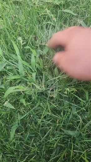 You won’t believe how simple and affordable it is to get rid of crabgrass. Try this secret trick and watch your yard transform. | Adepty Buzz | Facebook