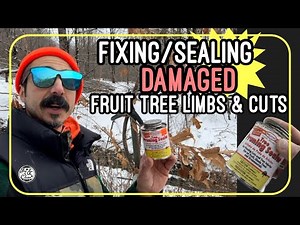Fixing or Sealing a Damaged Fruit Tree Limb with Sealer (Simple) - 🌳🌰🍎🍐
