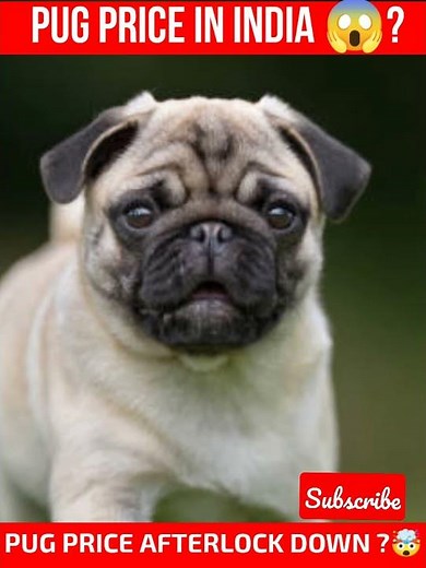 Pug Price In India / pug puppy price 2021?😱