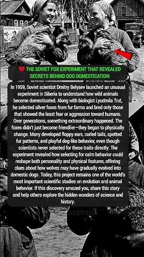 The Soviet Fox Experiment That Revealed Secrets Behind Dog Domestication