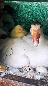 "Newborn Duckling: Heartwarming Moments with Its Mother"#happyfarmmenagerie