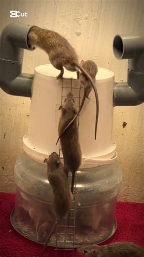 Animals trapped #experiment #misttrapmovement #animaltrap #wildliferescue #birdtrap #birdcontrol