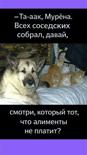 Проверка района #смех #приколы #shorts #cat