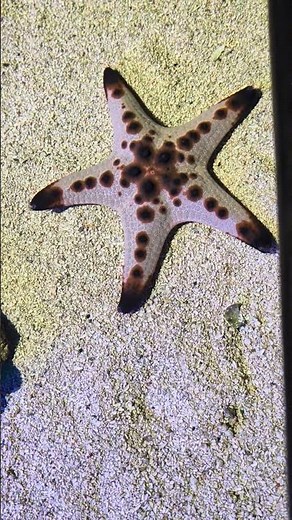 Live Starfish Collection - amazing sea stars #oceanlife #starfish #naturesvoice