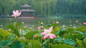 Zen Scapes: Drone Views of Japanese Garden Serenity
