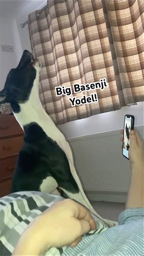 Roma the Basenji Yodels