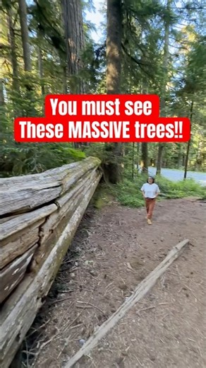 Twin Firs Loop: The Best Short Hike for Old-Growth Trees at Mt. Rainier!