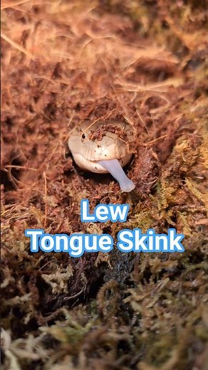 sup, Lew? 😎 | Indonesian Blue Tongue Skink