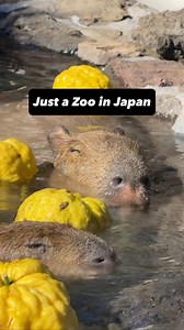 Visiting the capybara onsen at the Izu Shaboten Zoo was one of the highlights of my Japan trip!! I’ll share some more details on how to see the capybara onsen in one of my next videos. Stay tuned! ♨️ #capybara #capybaraonsen #izushabotenzoo #japantrip #japantravel #capybaralovers #capybaras | Greenonionbun
