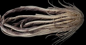 Un animal marin semblable à un extraterrestre découvert dans les eaux de l'Antarctique