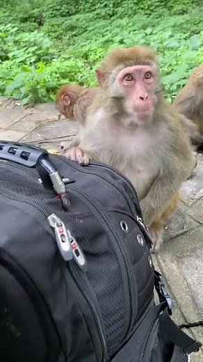 thief#monkey#cute#pet#animal#fyp