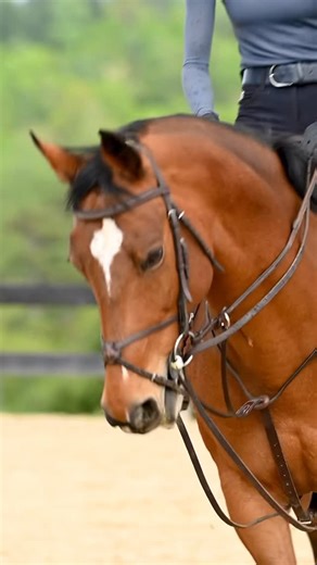 Laura Packer • Equine Bit & Bridle Fitter on Instagram: "Draw Reins: The mechanics in Motion When attached to a snaffle, draw reins create a pulley system. When the horse raises its head or resists, the reins slide through the bit ring and apply a downward pressure, which is then amplified by the rider’s hands and the fixed point on the girth. And let me be clear: I am not against the use of draw reins; I’m against the overuse of draw reins. As a training tool, I think they have a place to accom